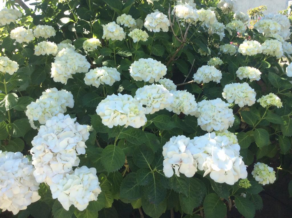 Residence De Tourisme Le Clos Des Vendanges 모리아니 플라주 외부 사진